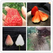 棠宁玉草莓苗种植时间2025排名一览