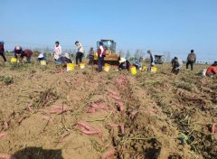 五河县新集镇：红薯制粉丝 送来好“钱”景