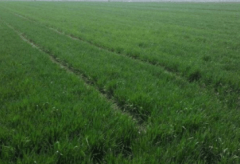 春季南方常见曾大面积种植现在正在农田不见踪