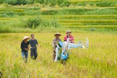 “粮田”变“良田” 云南西盟夯实农业根底