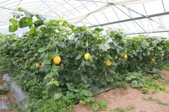 青秀区：聪慧农业激活村落复兴新引擎