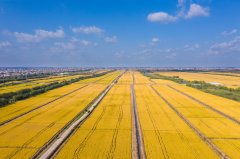 江苏南通：夏收颗粒归仓江海平原交出丰收答卷