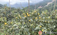 集成立异高效栽培手艺｜广西特色做物研究院帮