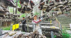 【高质量成长财产调研】林金